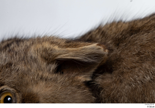 Wildcat Felis silvestris ear 0001.jpg